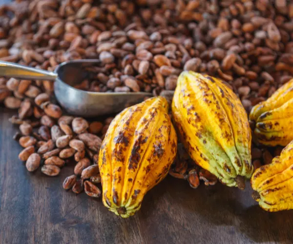 COCOA BEAN